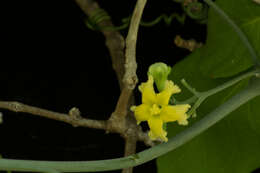 Image of Ibervillea hypoleuca (Standl.) C. Jeffrey