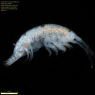 Image of Amphipoda