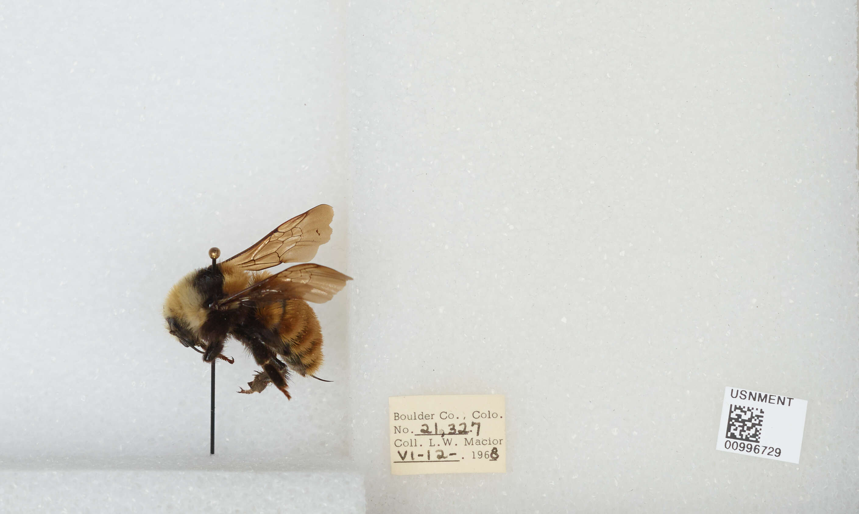 Imagem de Bombus appositus Cresson 1879