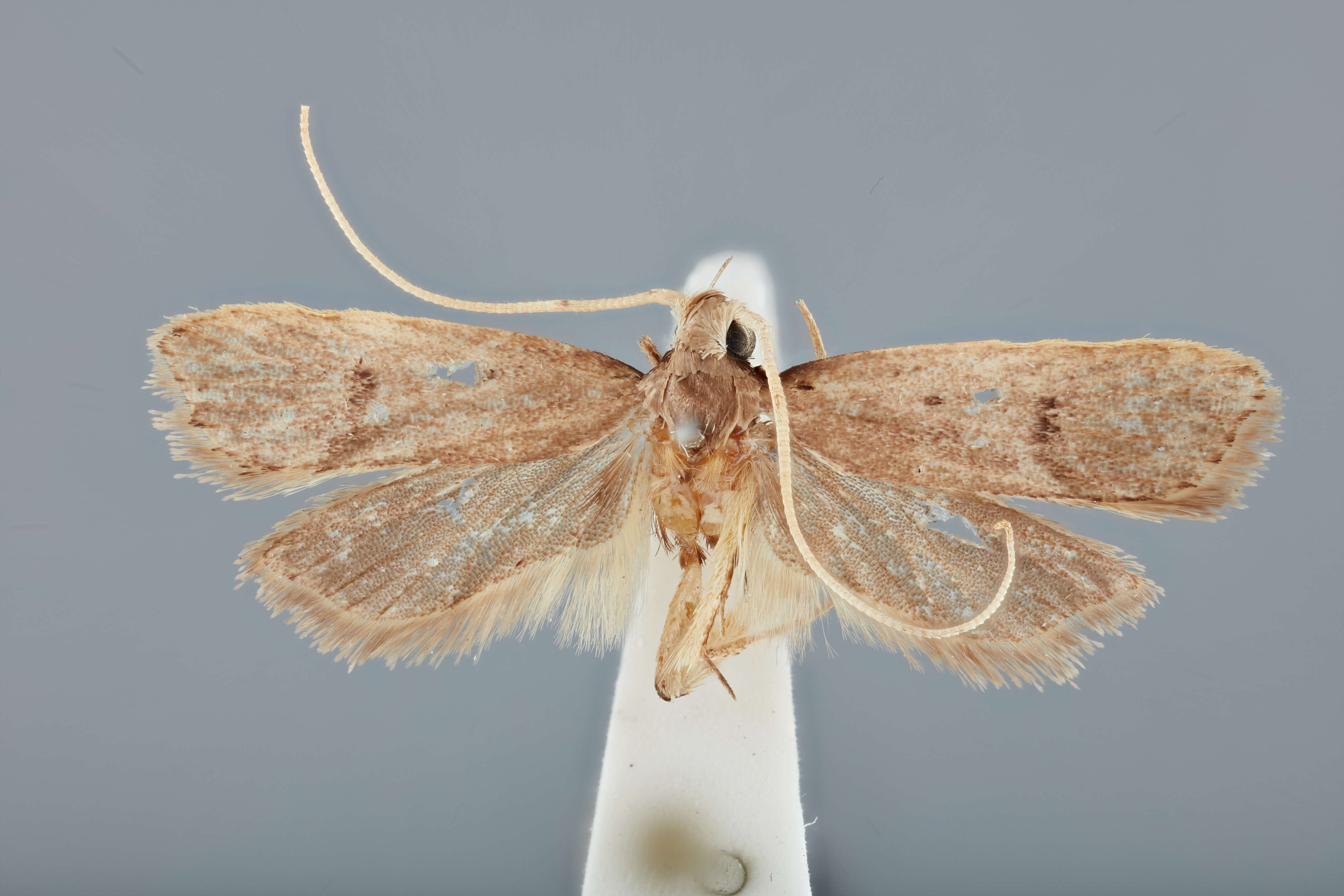 Plancia ëd Lecithocera gyrosiella Park 2012