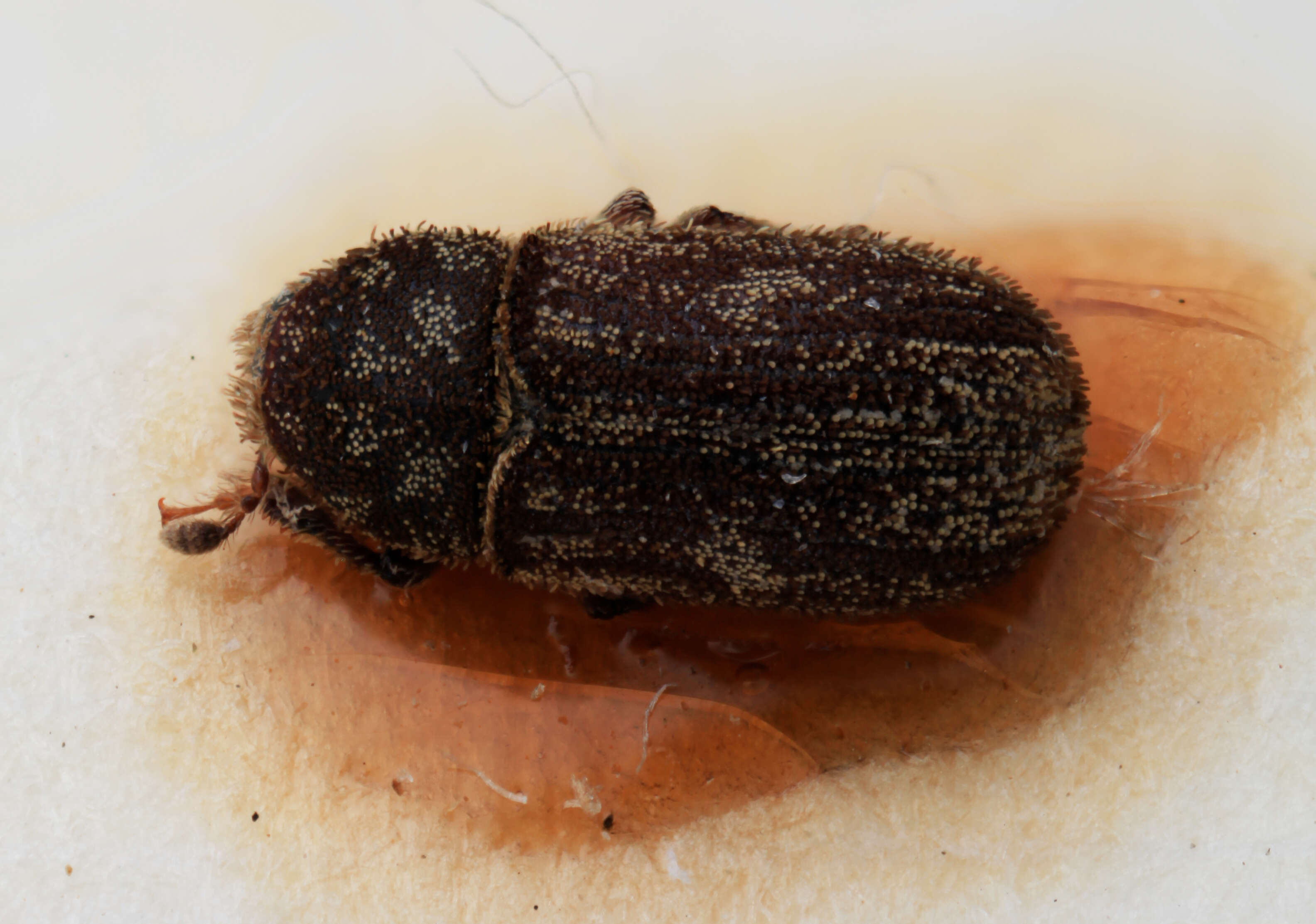 Image of Xylechinus solervicensi Wood 2007