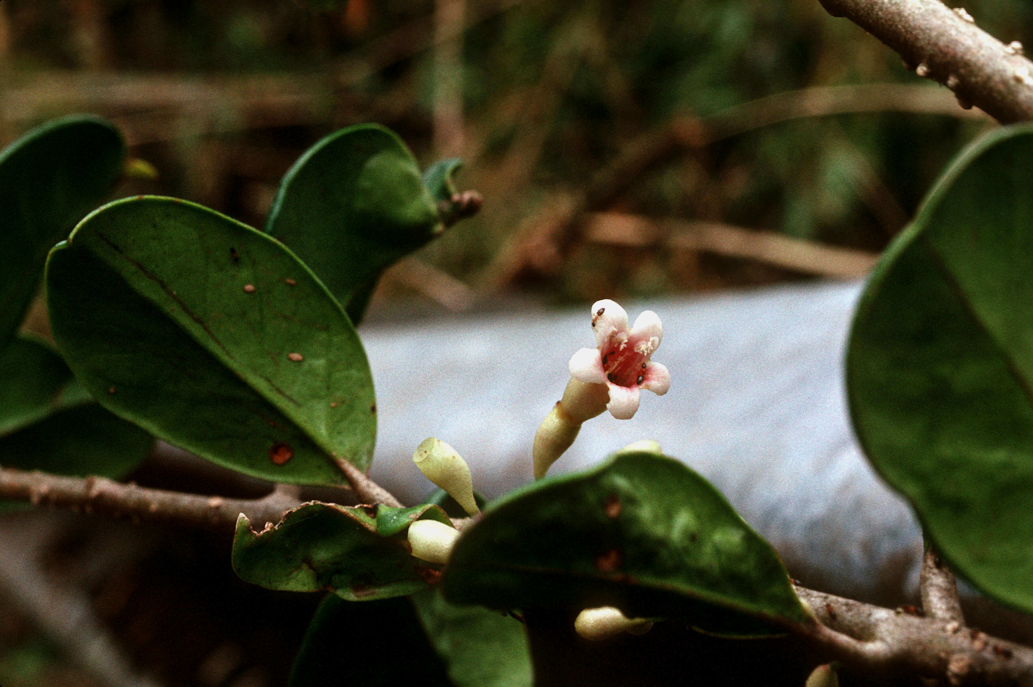 Imagem de Schlegelia brachyantha Griseb.