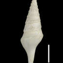 Слика од Sibogasyrinx archibenthalis (Powell 1969)