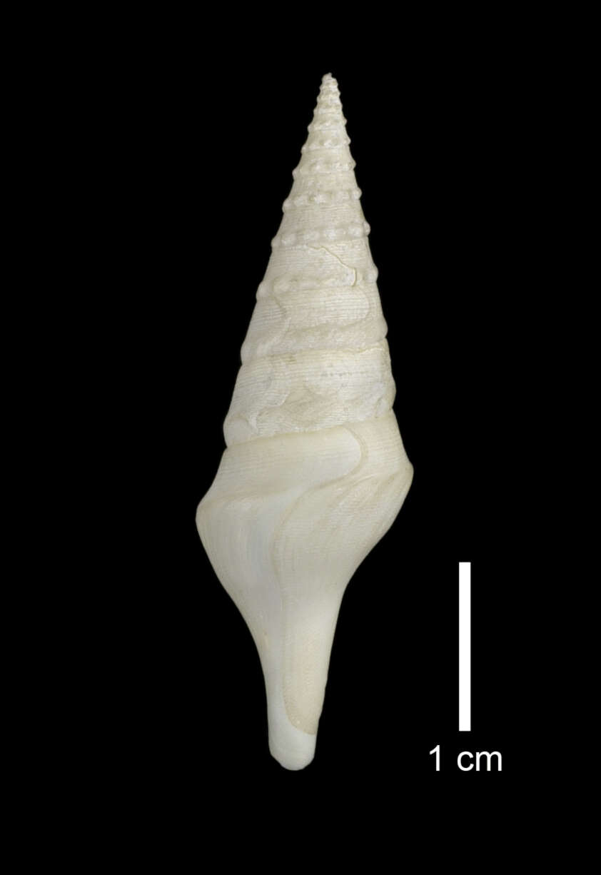 Image of Sibogasyrinx archibenthalis (Powell 1969)