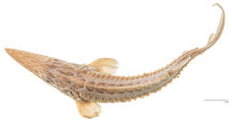 Image of Gulf Sturgeon