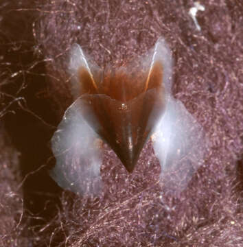 Image of Neoteuthis Naef 1921