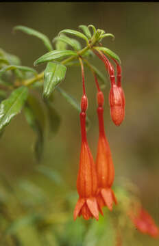 Image of Fuchsia triphylla L.