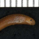 Image of Klauber's Blind Snake