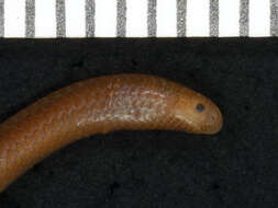 Image of Klauber's Blind Snake