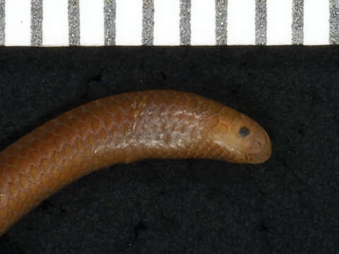 Image of Klauber's Blind Snake