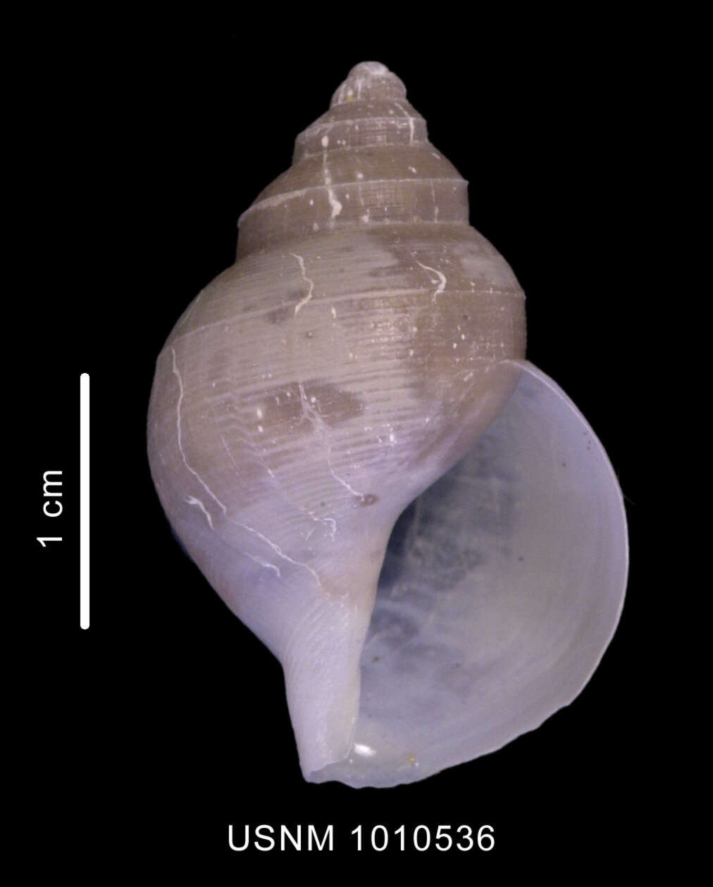 Image of Lusitromina abyssorum (Lus 1993)