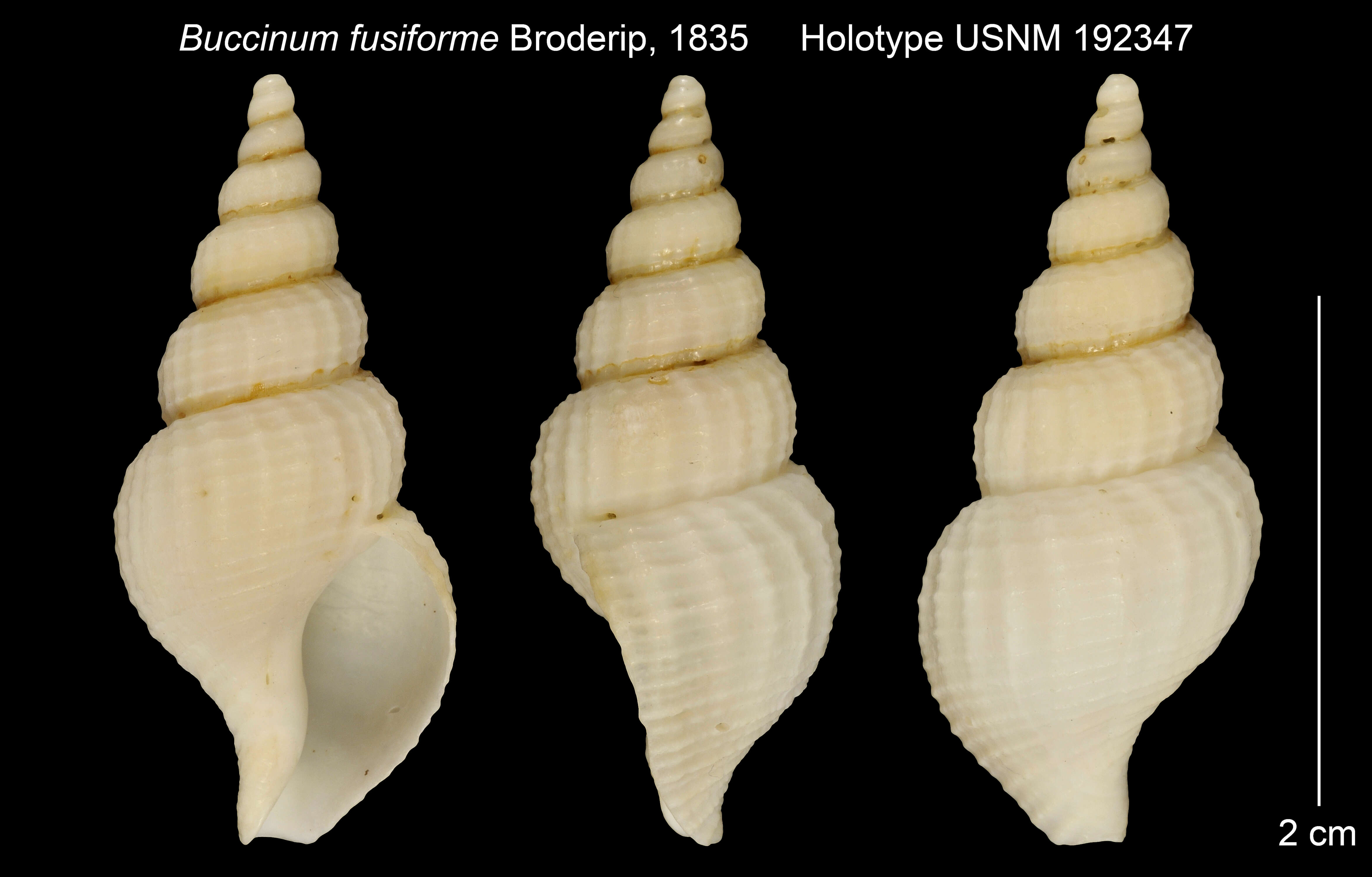 Sivun Turrisipho fenestratus (W. Turton 1834) kuva