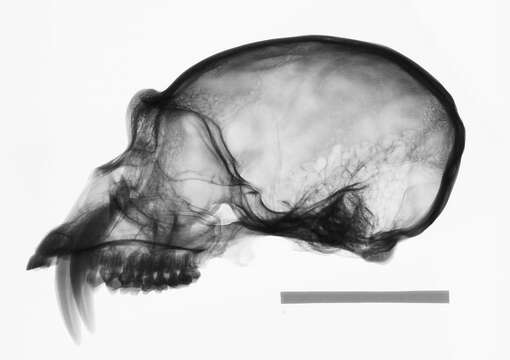 Image de Hylobates lar entelloides I. Geoffroy Saint-Hilaire 1842