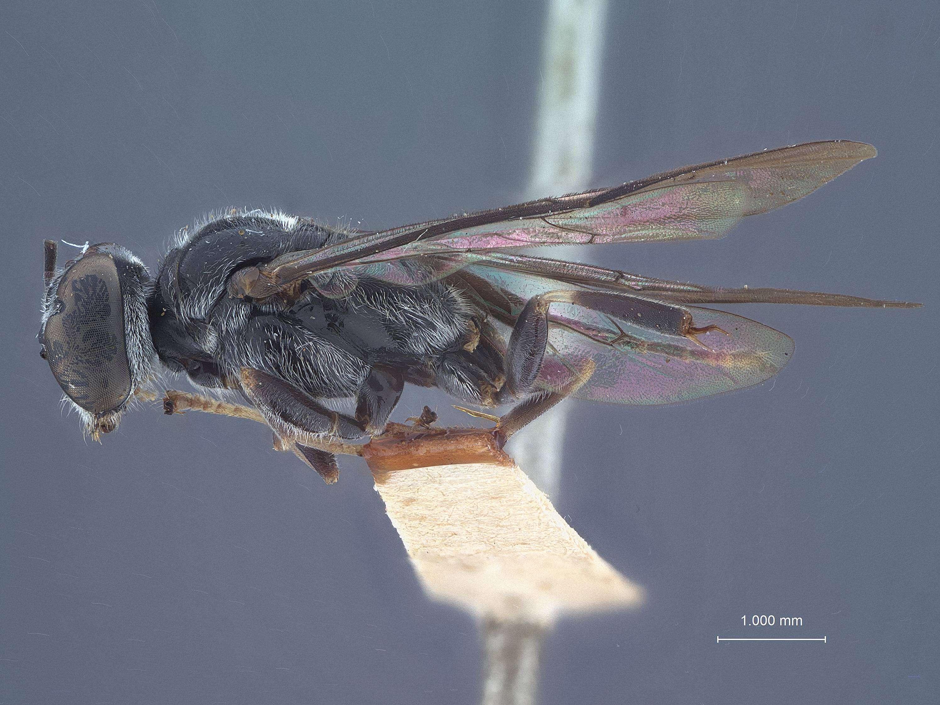 Image de Trypoxylon rekabum Tsuneki 1980