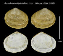 Image of Mysella planata (Dall ex Krause 1885)