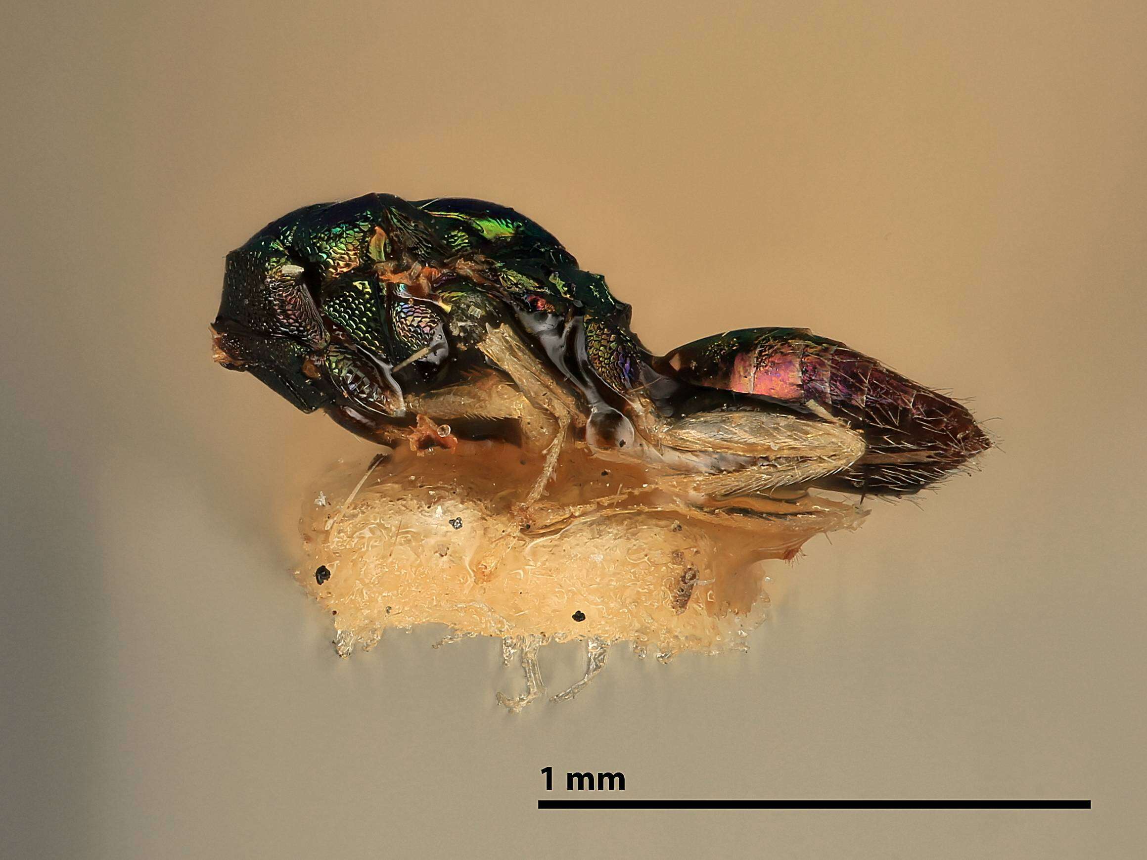 Image of Chrysocharis assis (Walker 1839)