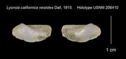 Image de Lyonsia nesiotes Dall 1915