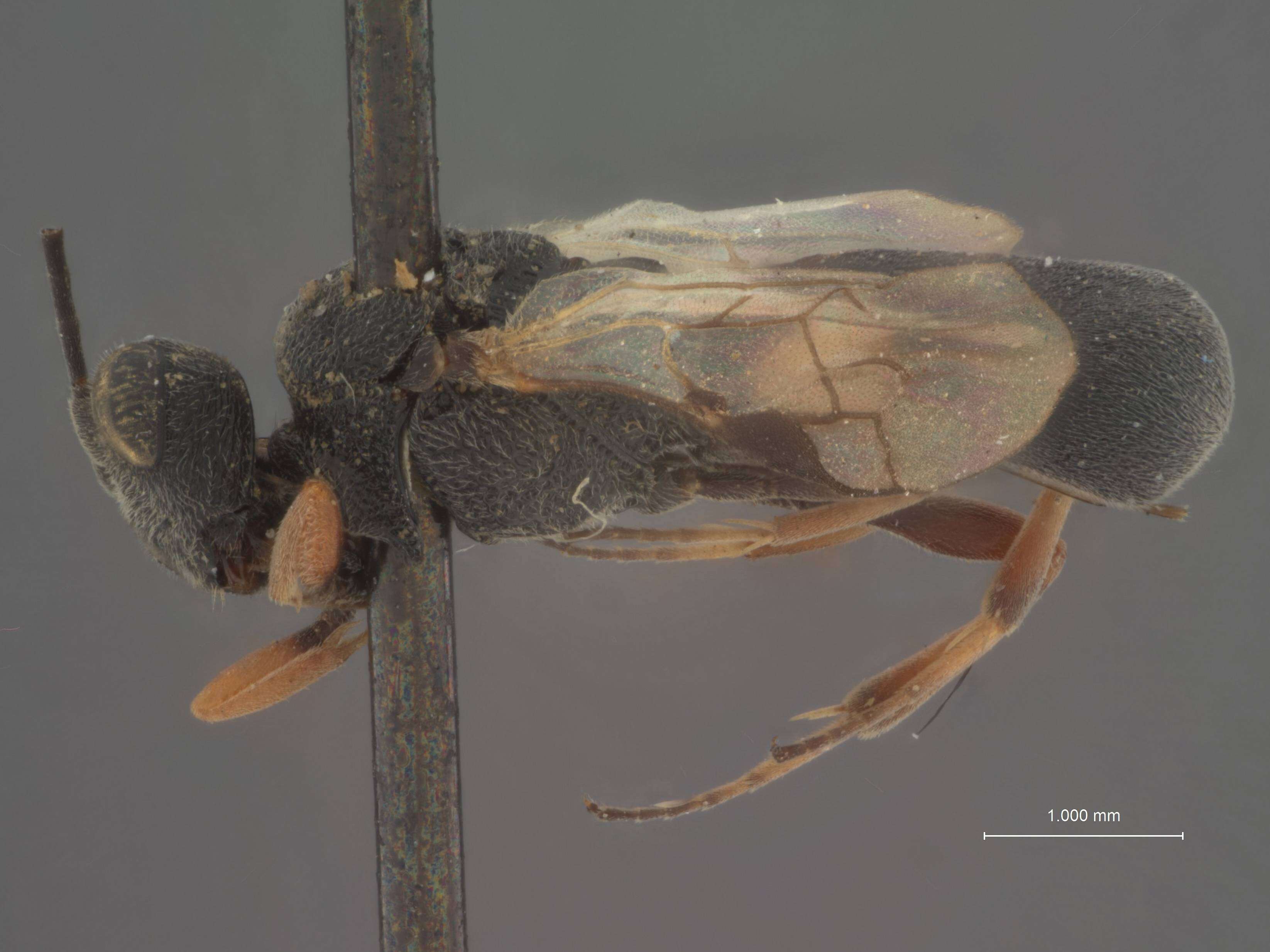 Image of Parasitoid wasp