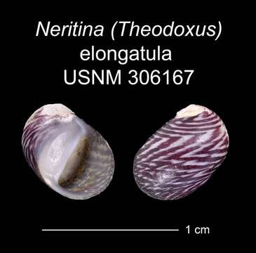 Image of <i>Neritina elongatula</i> Morelet 1845