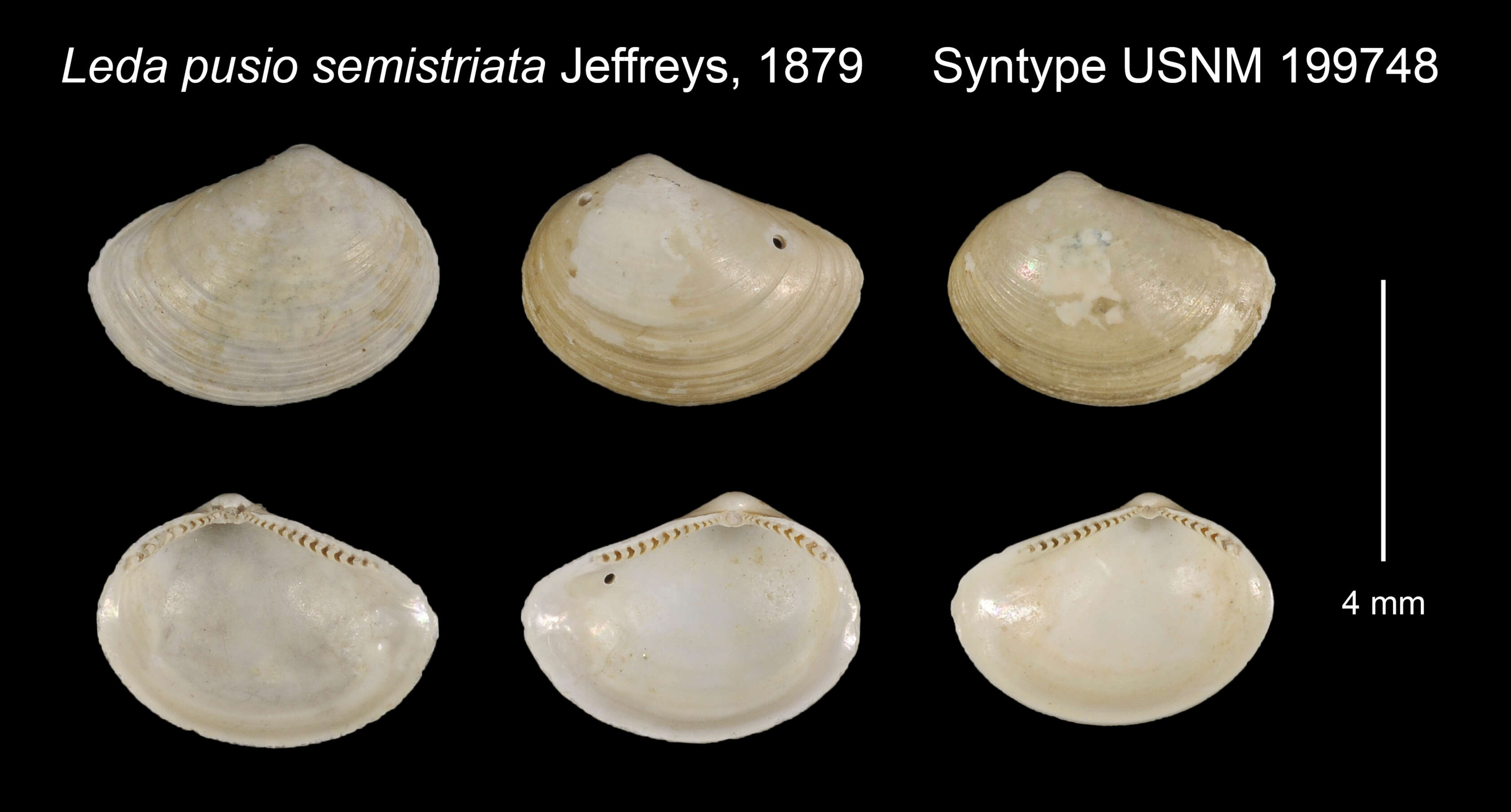 Image of Yoldiella semistriata (Jeffreys 1879)