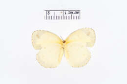 Слика од Eurema alitha (Felder & Felder 1862)