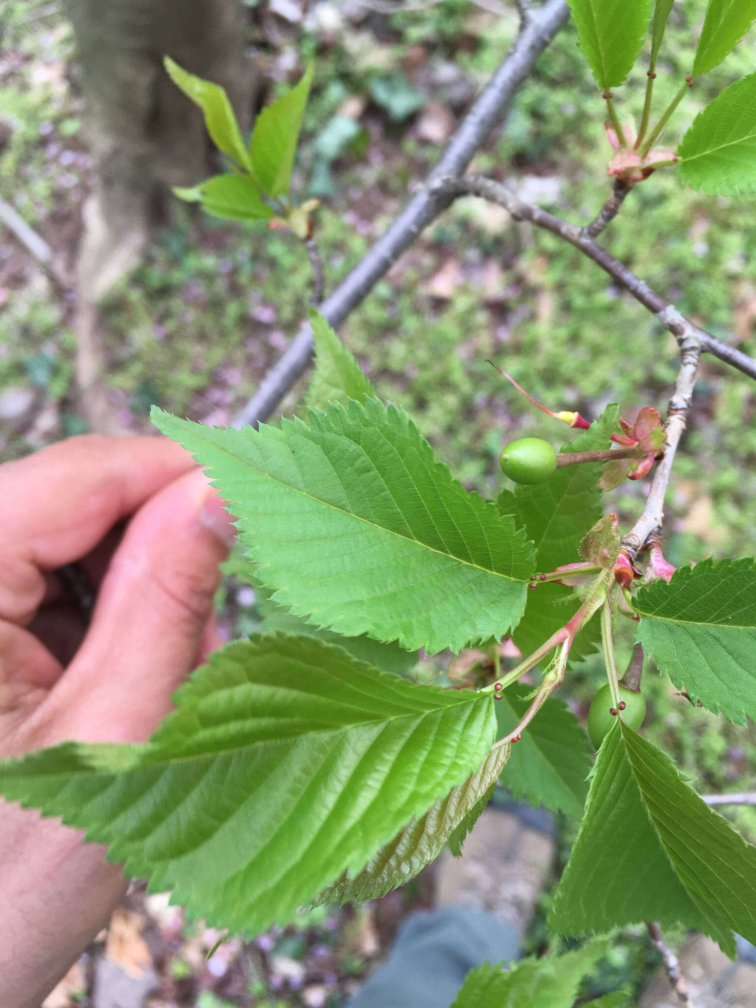 Image of Prunus L.