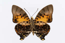 Imagem de Charaxes zingha Stoll 1780