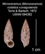 Imagem de Microceramus costatus cunaguaensis C. Torre & Bartsch 2008