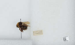 Image of Bombus campestris (Panzer 1801)