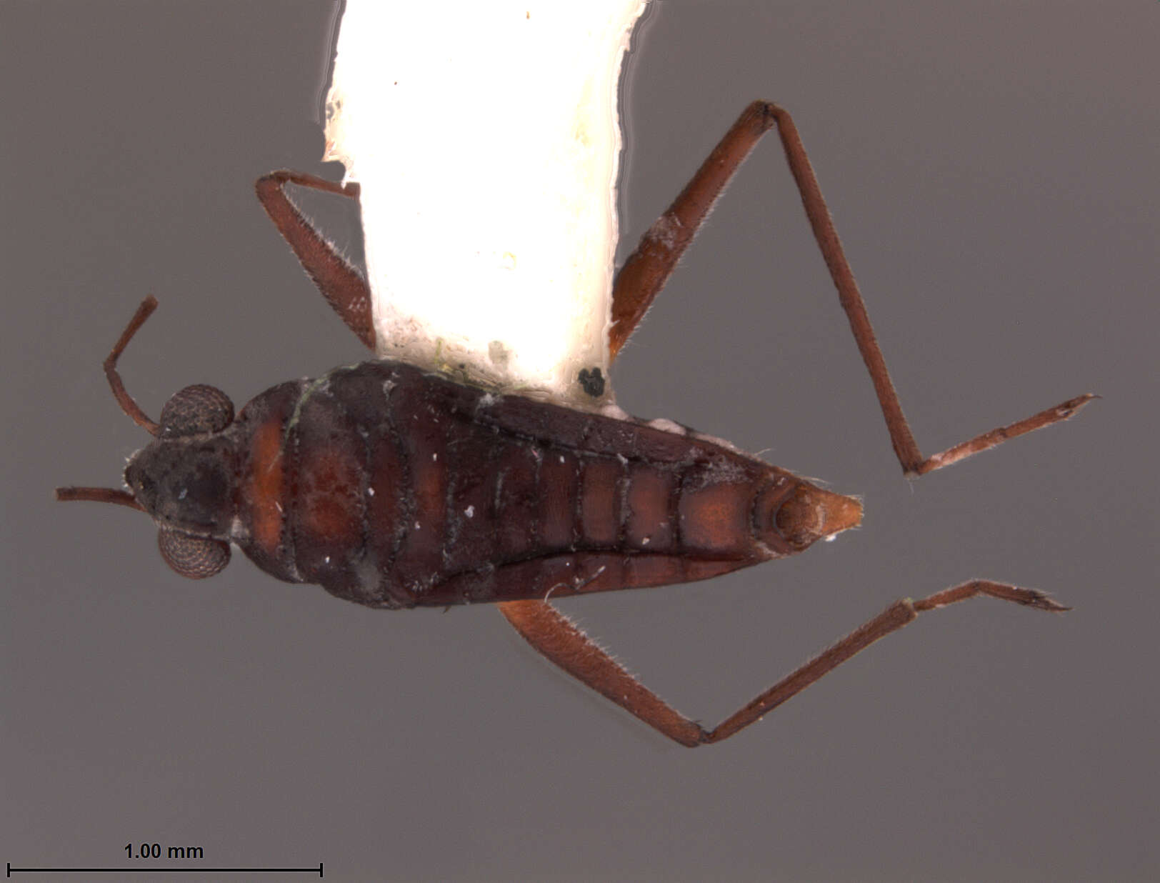 Image of Microvelia ayacuchana Drake & Maldonado-Capriles 1952