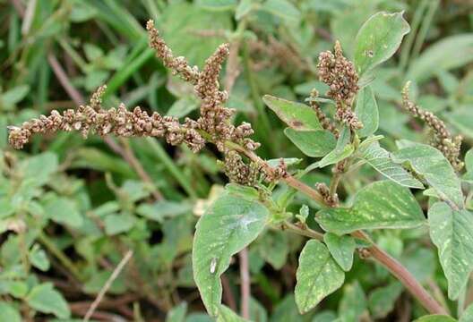 Image of slender amaranth