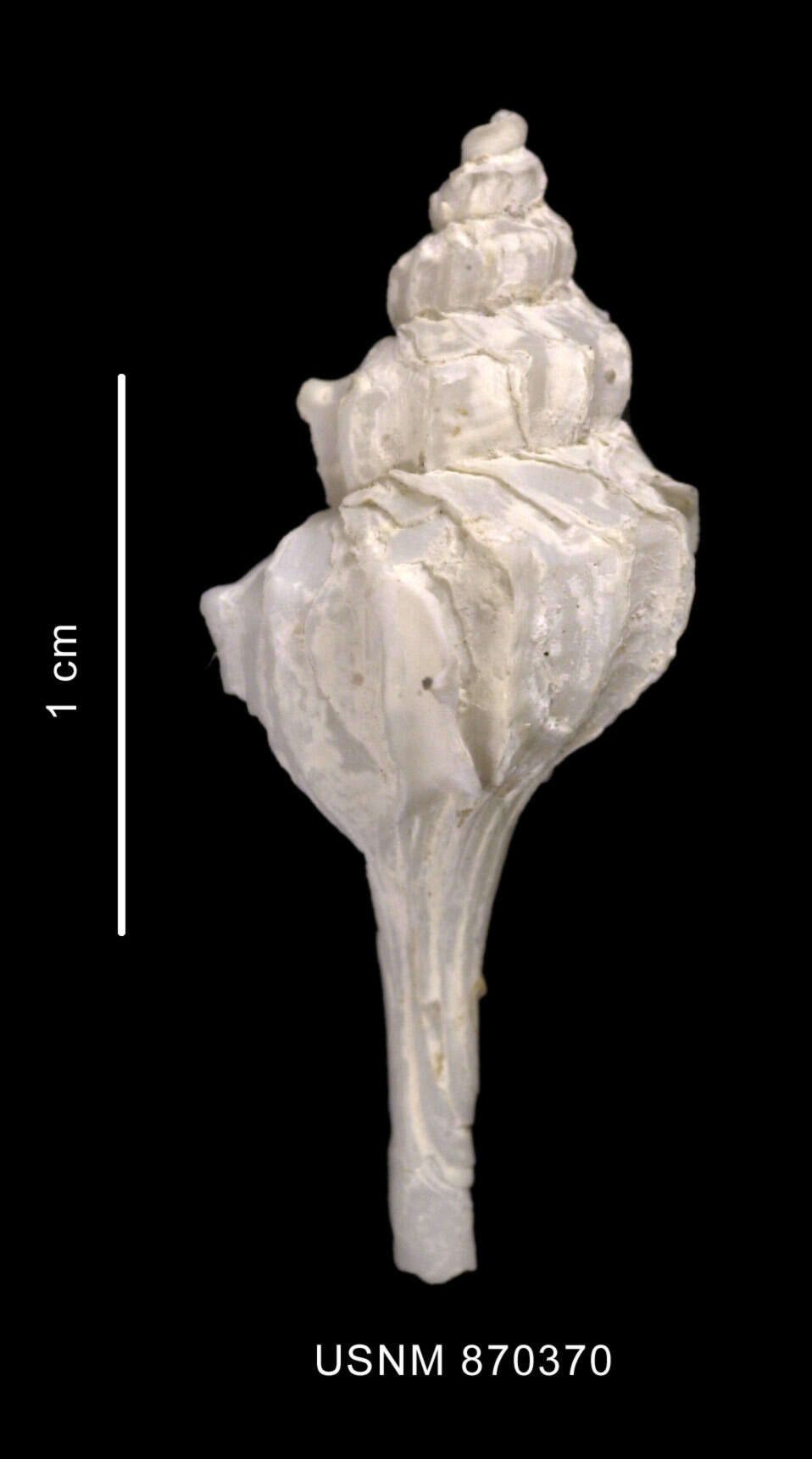 Image of Enixotrophon veronicae (Pastorino 1999)