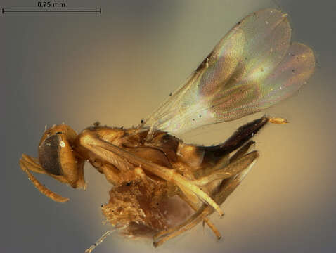 صورة Meromyzobia unifasciata Ashmead 1900