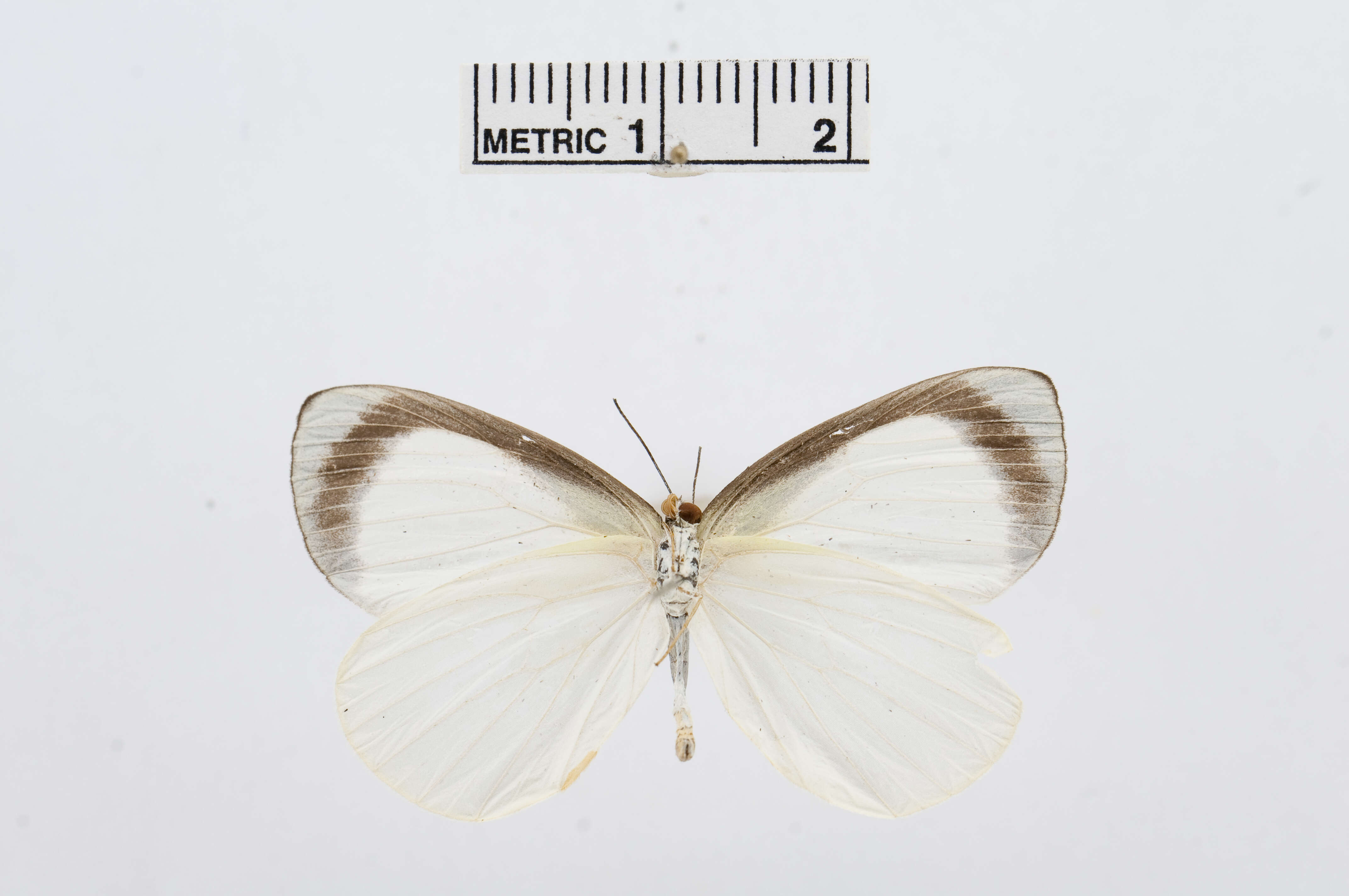 Image of Elodina argypheus Grose-Smith & Kirby 1890