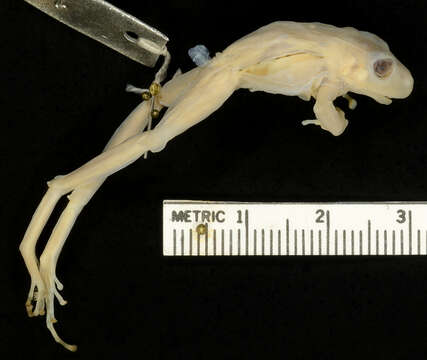 Image of Santa Marta Robber Frog