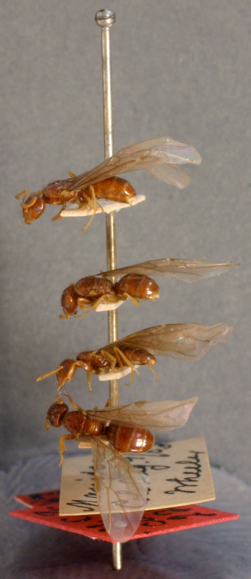 Imagem de <i>Lasius interjectus</i>