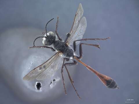 Слика од Ammophila mitlaensis Alfieri 1961