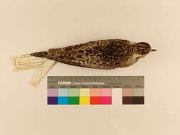 Image of Pacific Golden Plover