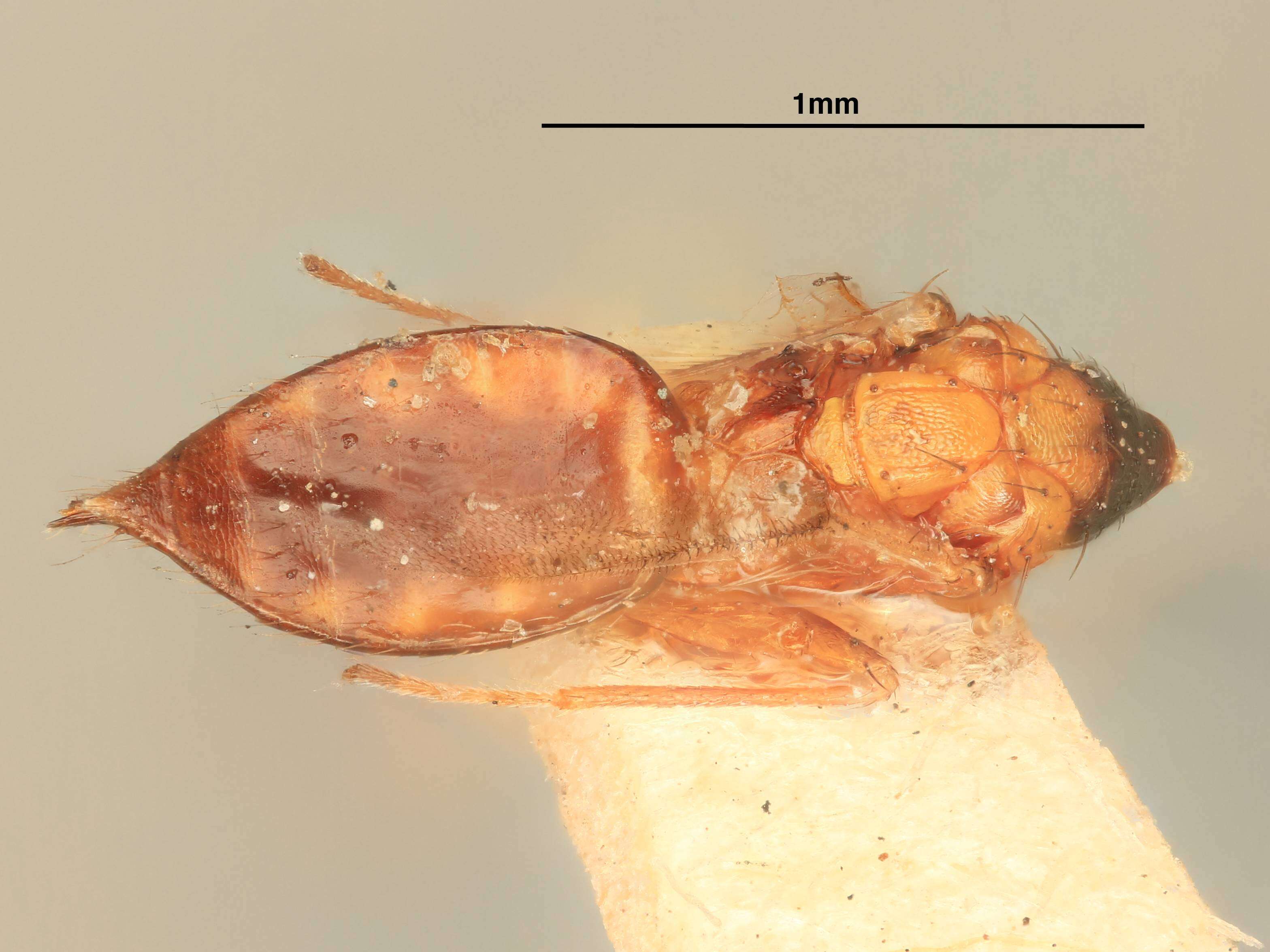 Image of Miotropis nigriprothorax (Girault 1916)