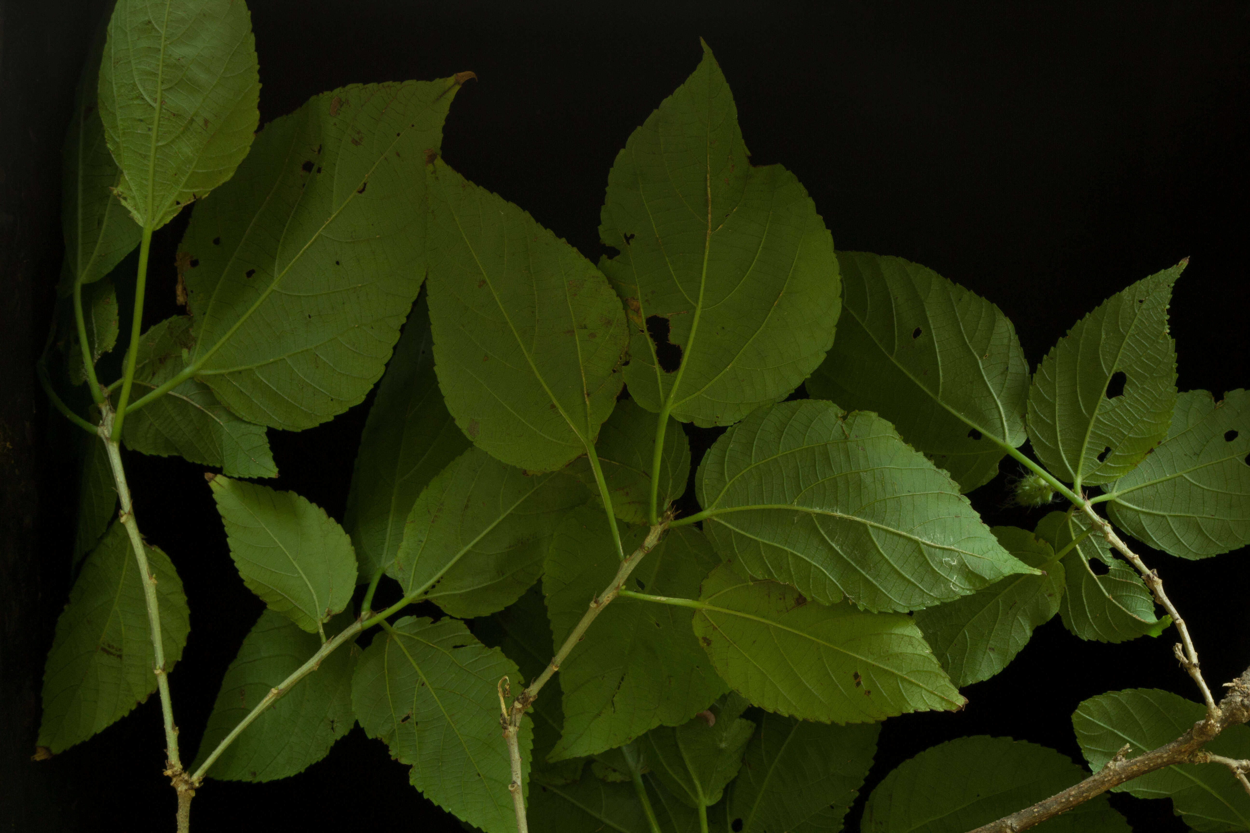 Image of Acalypha schiedeana Schltdl.