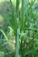 Image of Gray's sedge