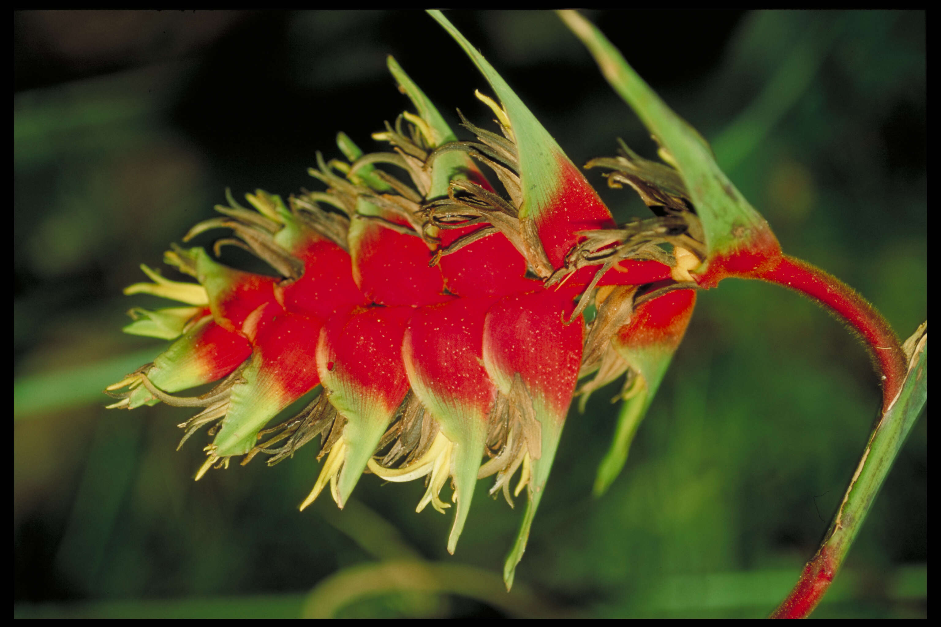 Image of Heliconia villosa Klotzsch