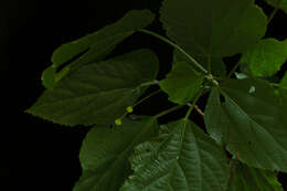 Image of Acalypha schiedeana Schltdl.