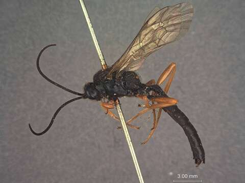 Image of Ichneumon similaris Provancher 1875