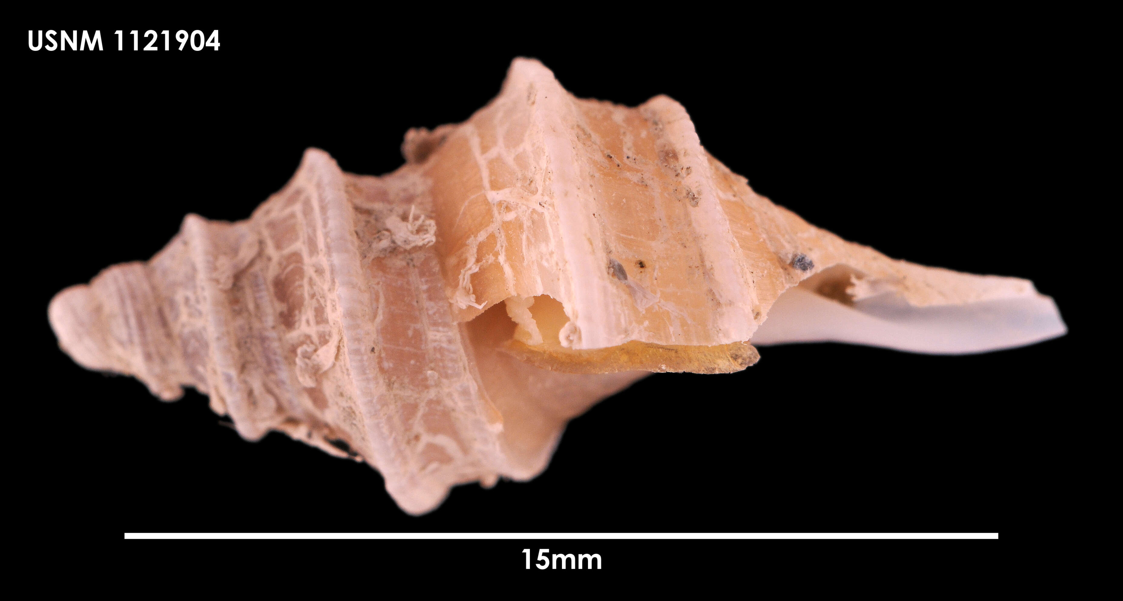 Plancia ëd Aforia multispiralis Dell 1990