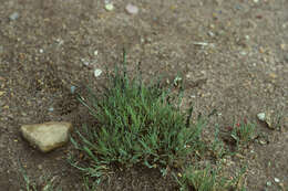 Image of Muhlenbergia fastigiata (J. Presl) Henrard