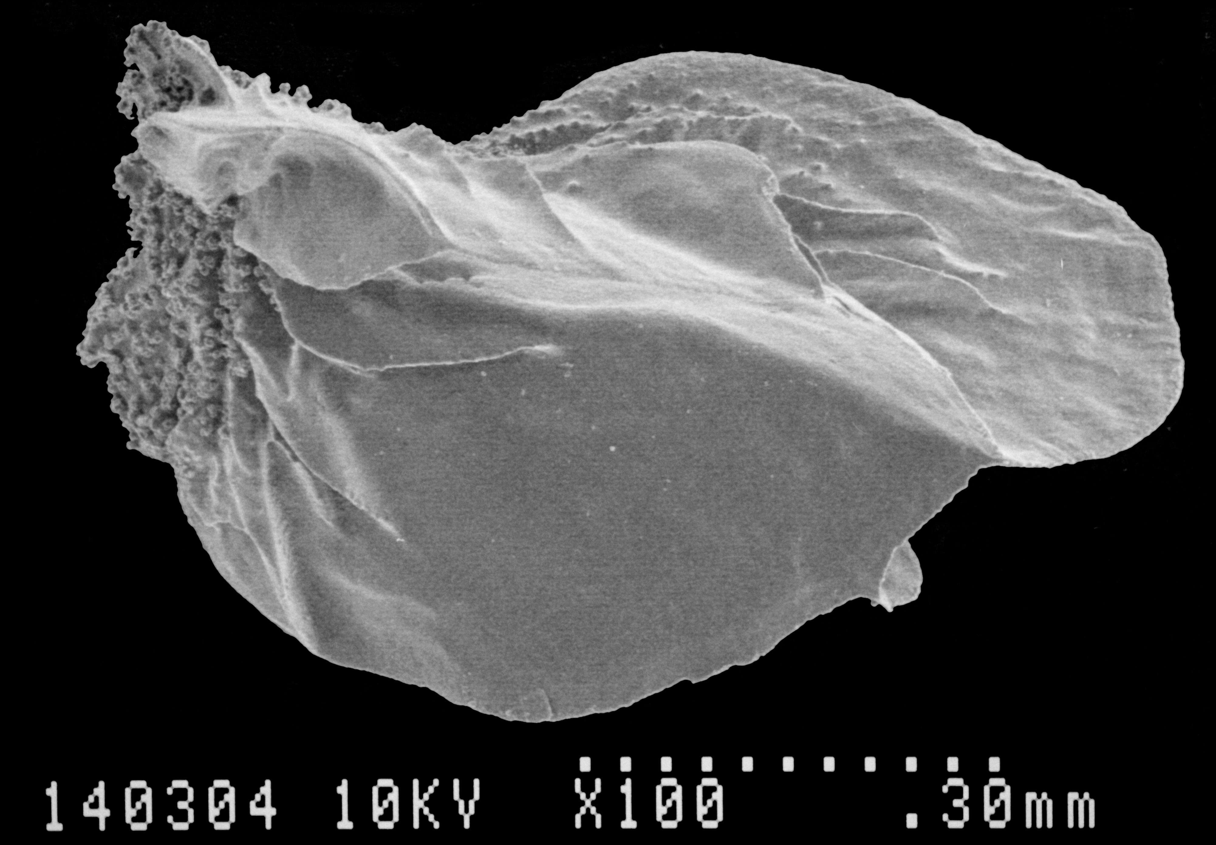 Image of Aglaoprimnoa stefanii Bayer 1996