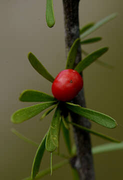 Слика од Schaefferia stenophylla Standl.