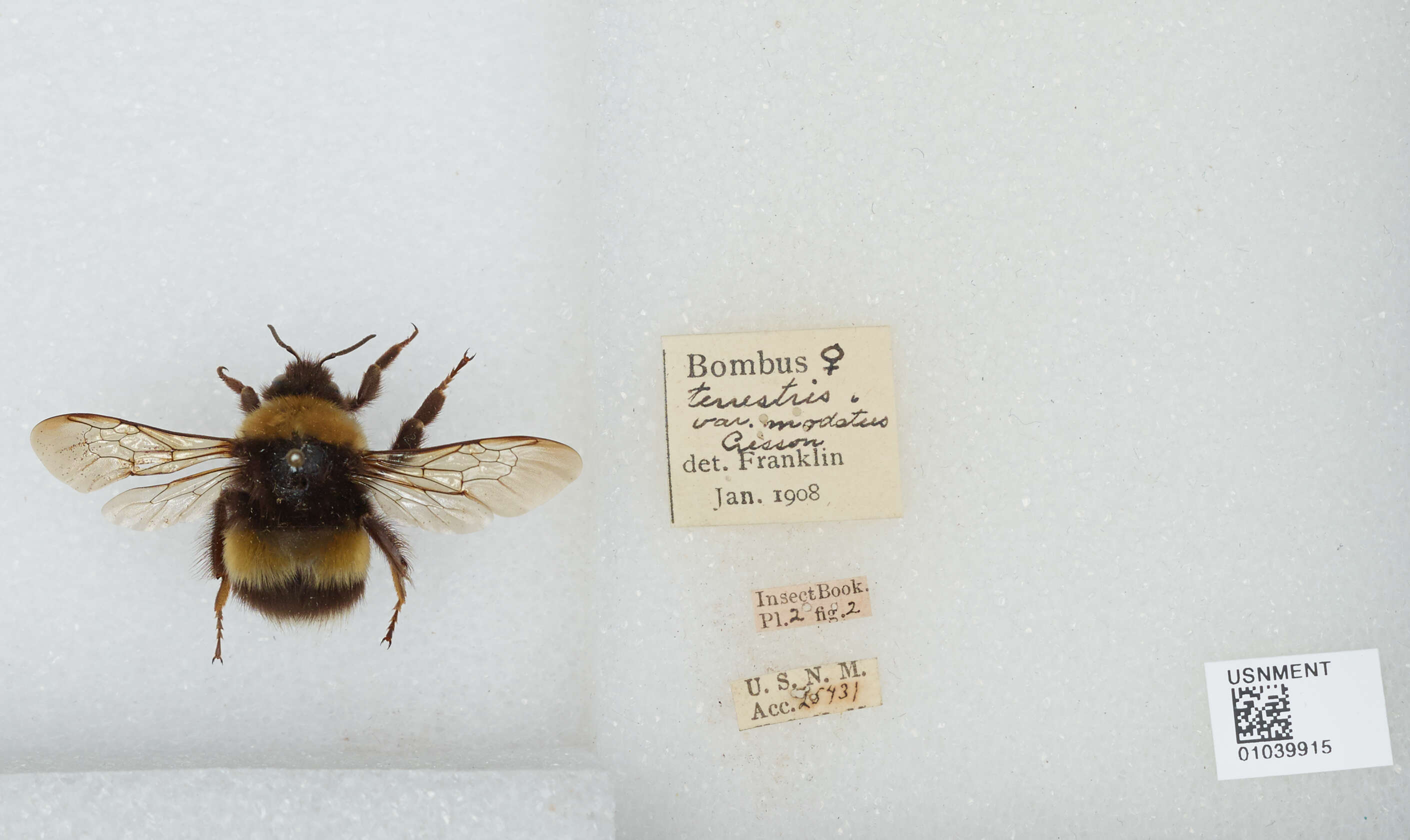 Image of Bombus patagiatus Nylander 1848