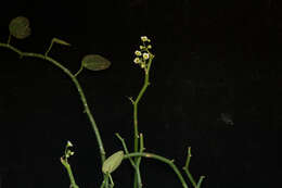 Image of Euphorbia guiengola W. R. Buck & Huft